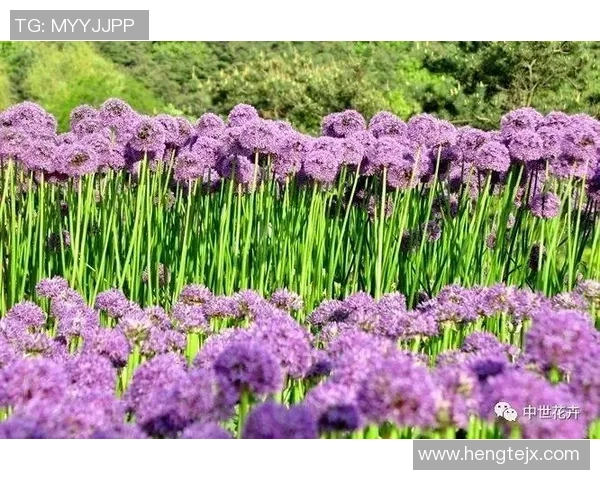 足球巨星化身园艺师 展现球场外的别样种花风采